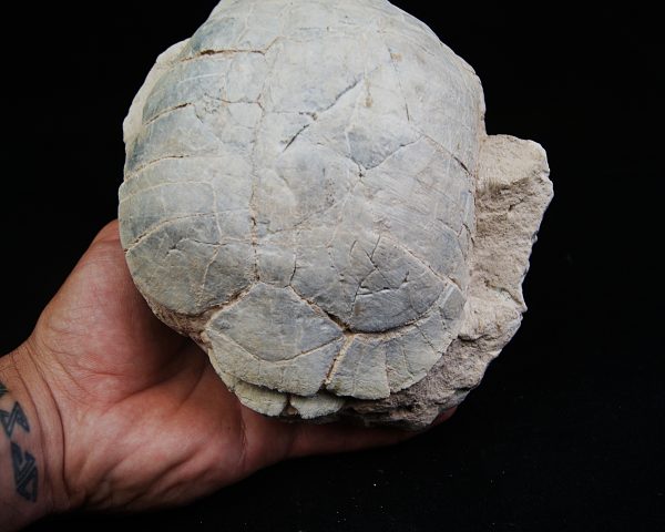 Caparazón de tortuga