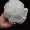 Caparazón de tortuga