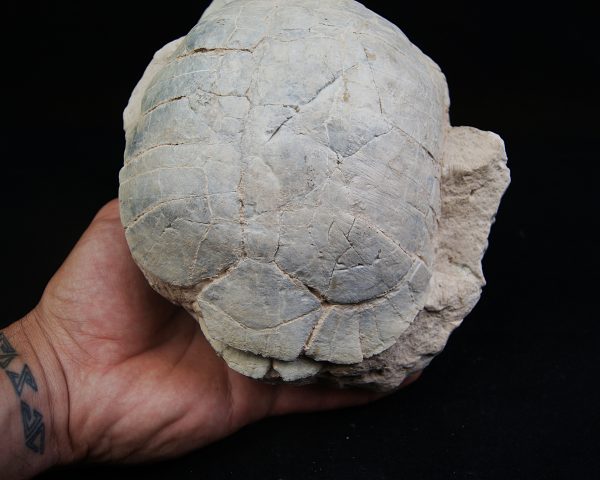 Caparazón de tortuga