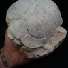 Caparazón de tortuga