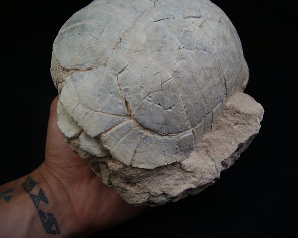 Caparazón de tortuga