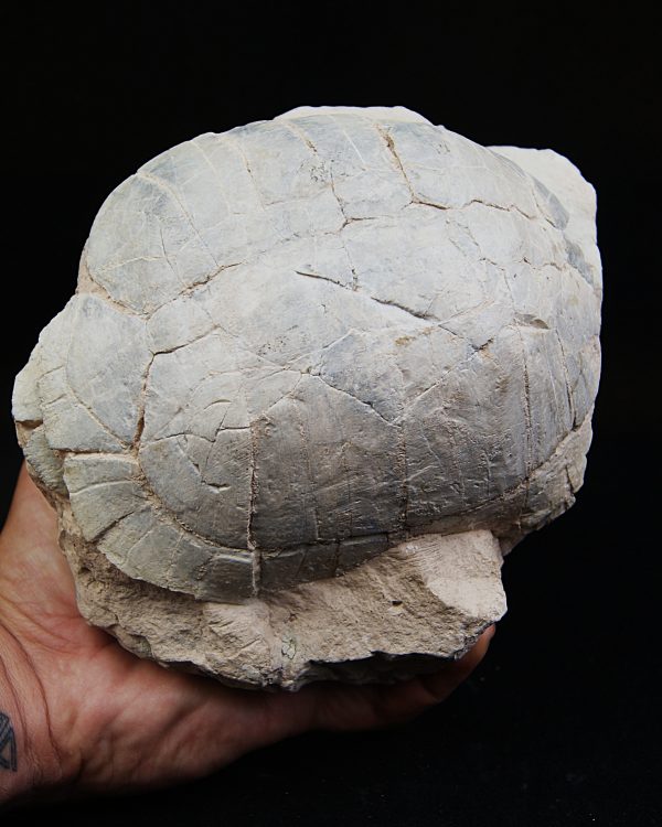 Caparazón de tortuga