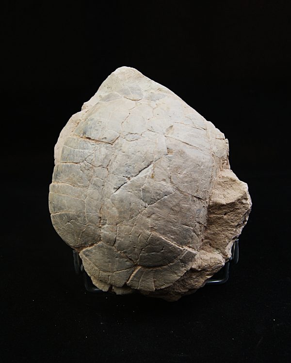 Caparazón de tortuga