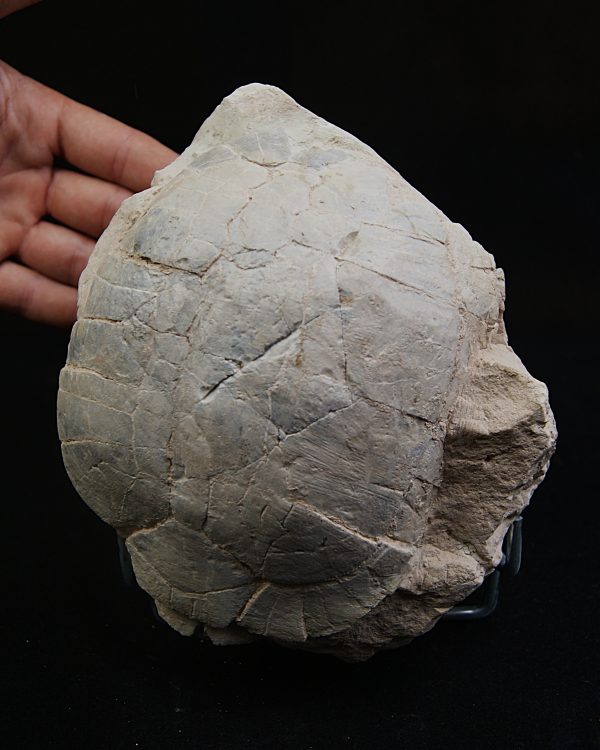 Caparazón de tortuga