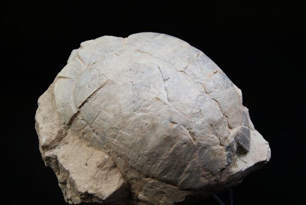 Caparazón de tortuga