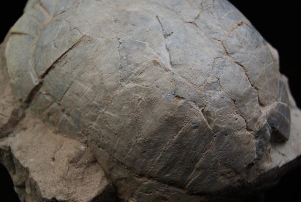 Caparazón de tortuga