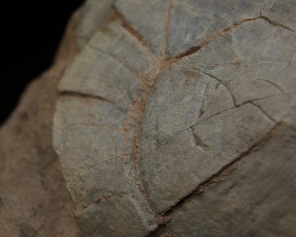 Caparazón de tortuga