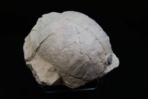Caparazón de tortuga