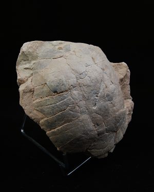 Caparazón de tortuga