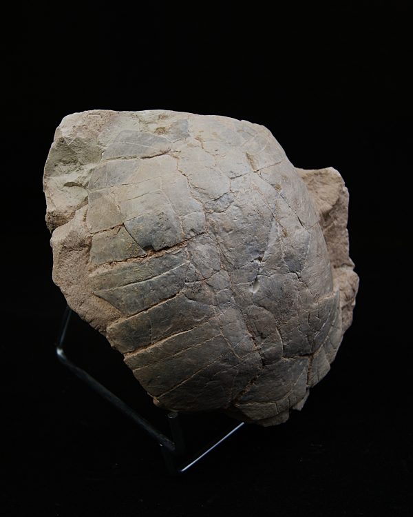 Caparazón de tortuga