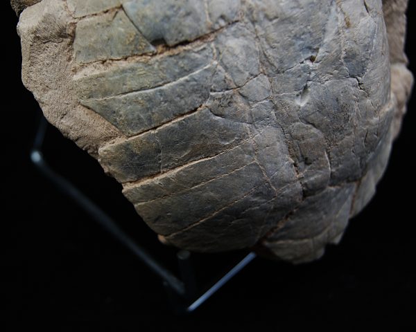 Caparazón de tortuga