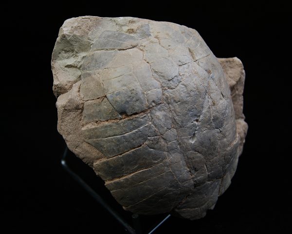 Caparazón de tortuga