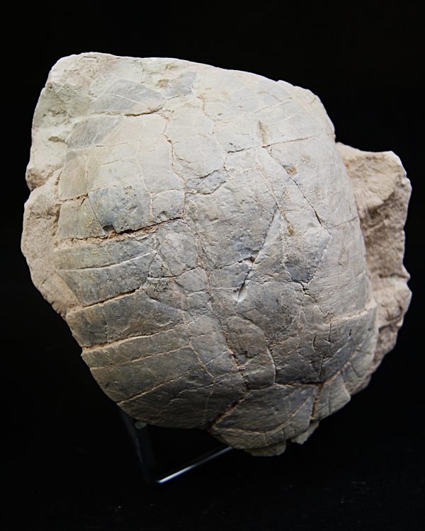 Caparazón de tortuga