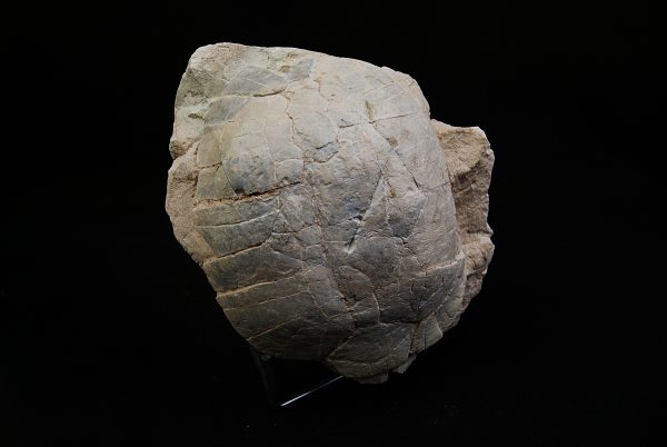 Caparazón de tortuga