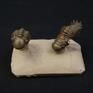 Crotalocephalus gibbus y Reedops