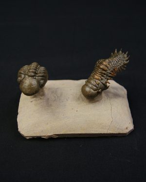 Crotalocephalus gibbus y Reedops