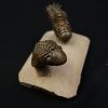 Crotalocephalus gibbus y Reedops