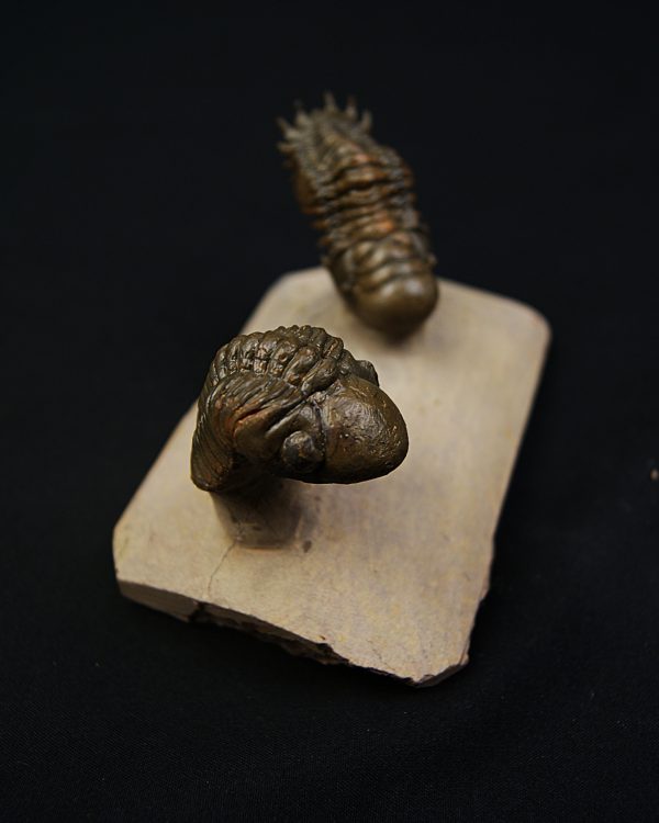 Crotalocephalus gibbus y Reedops