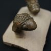 Crotalocephalus gibbus y Reedops