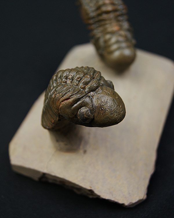 Crotalocephalus gibbus y Reedops