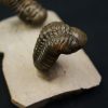 Crotalocephalus gibbus y Reedops