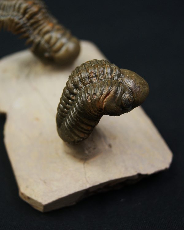 Crotalocephalus gibbus y Reedops