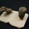 Crotalocephalus gibbus y Reedops