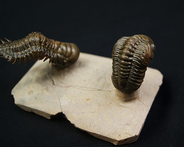 Crotalocephalus gibbus y Reedops