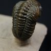 Crotalocephalus gibbus y Reedops
