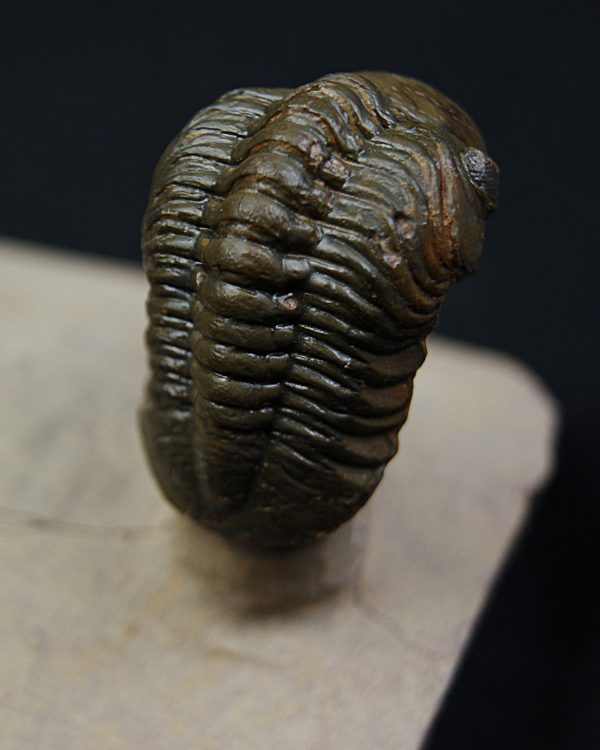 Crotalocephalus gibbus y Reedops