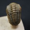 Crotalocephalus gibbus y Reedops