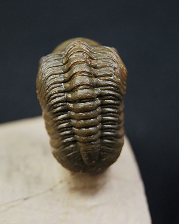 Crotalocephalus gibbus y Reedops