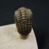Crotalocephalus gibbus y Reedops