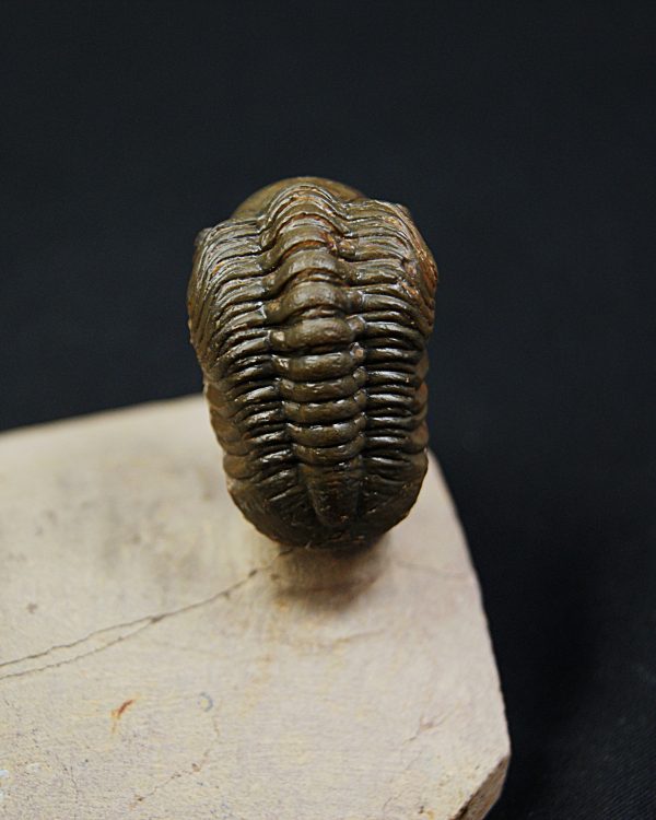 Crotalocephalus gibbus y Reedops