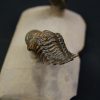 Crotalocephalus gibbus y Reedops