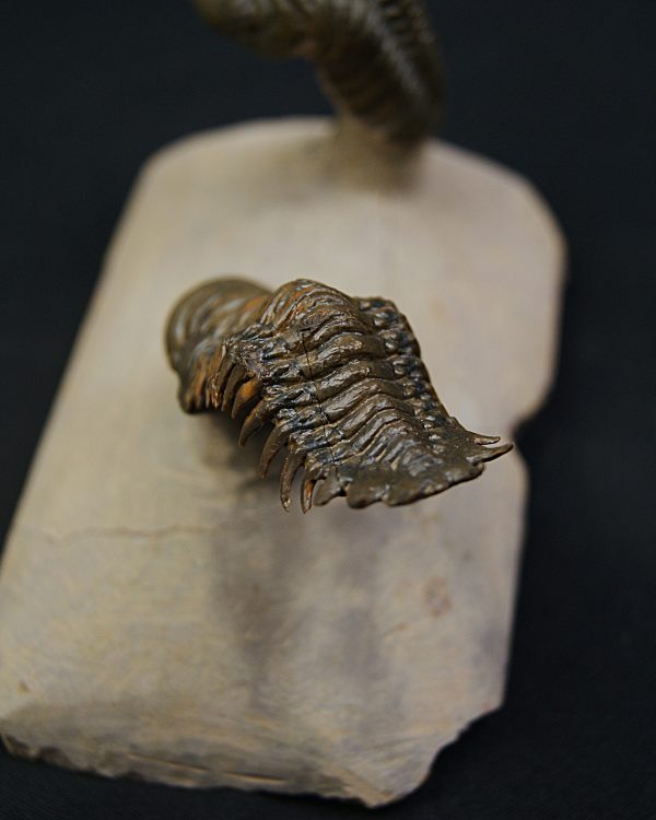 Crotalocephalus gibbus y Reedops