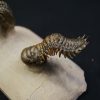 Crotalocephalus gibbus y Reedops