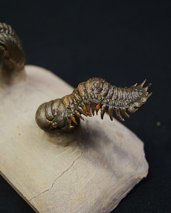 Crotalocephalus gibbus y Reedops