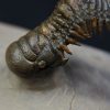 Crotalocephalus gibbus y Reedops