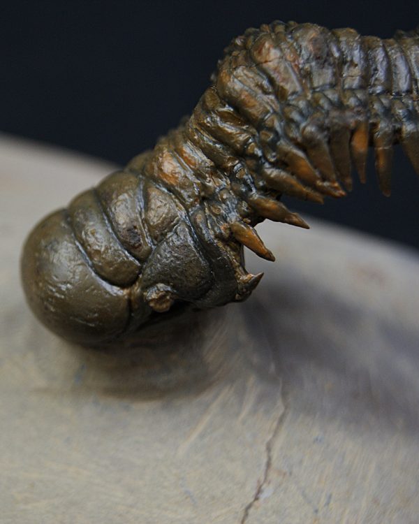 Crotalocephalus gibbus y Reedops