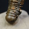 Crotalocephalus gibbus y Reedops