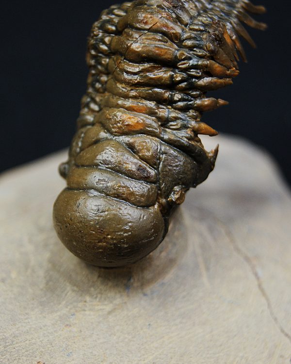 Crotalocephalus gibbus y Reedops