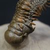 Crotalocephalus gibbus y Reedops