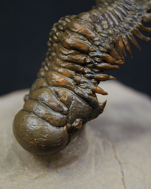 Crotalocephalus gibbus y Reedops