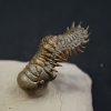 Crotalocephalus gibbus y Reedops