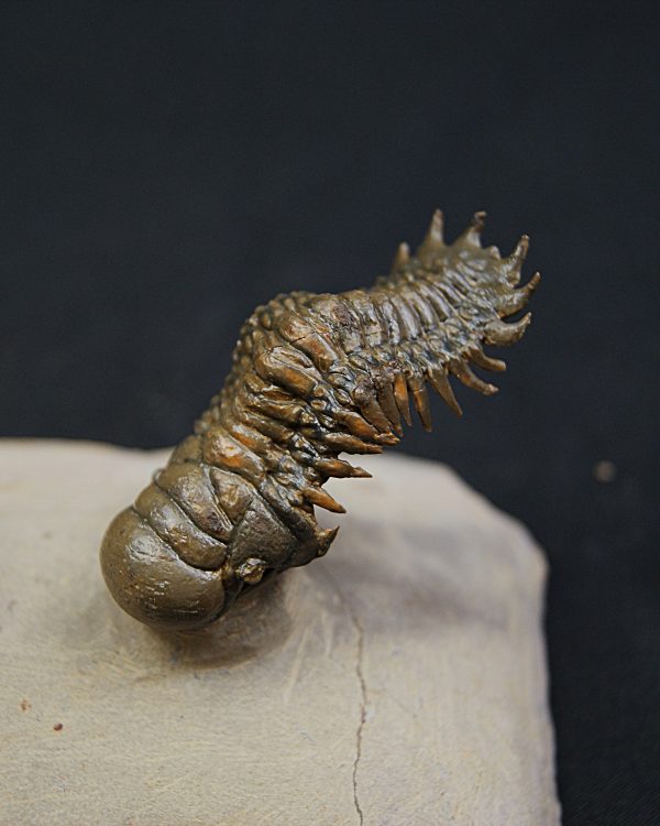 Crotalocephalus gibbus y Reedops