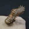 Crotalocephalus gibbus y Reedops