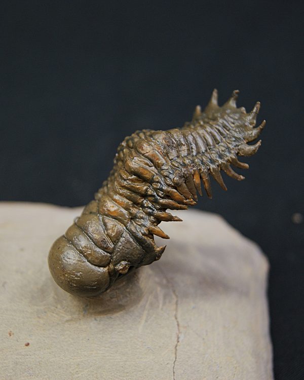 Crotalocephalus gibbus y Reedops