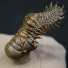 Crotalocephalus gibbus y Reedops