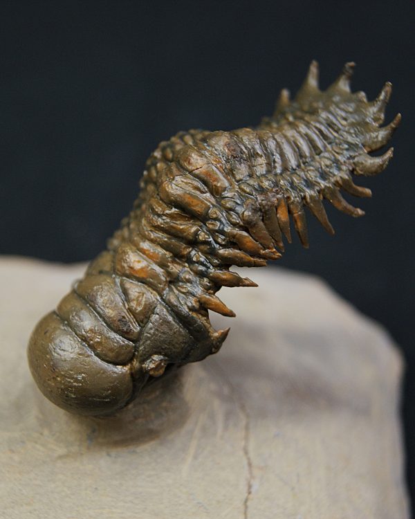 Crotalocephalus gibbus y Reedops